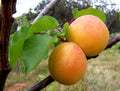 Prunus Armeniaca Kernel Oil