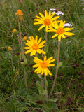 Arnica Montana Flower