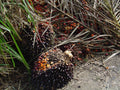 Elaeis Guineensis (Palm Kernel) Oil