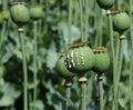 Papaver Orientale Seed Oil
