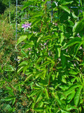 Passiflora Incarnata Seed Oil