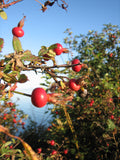 Rosa Canina Fruit Oil