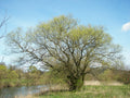 Salix Alba Bark Extract