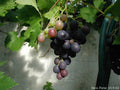 Vitis Vinifera Vine Extract